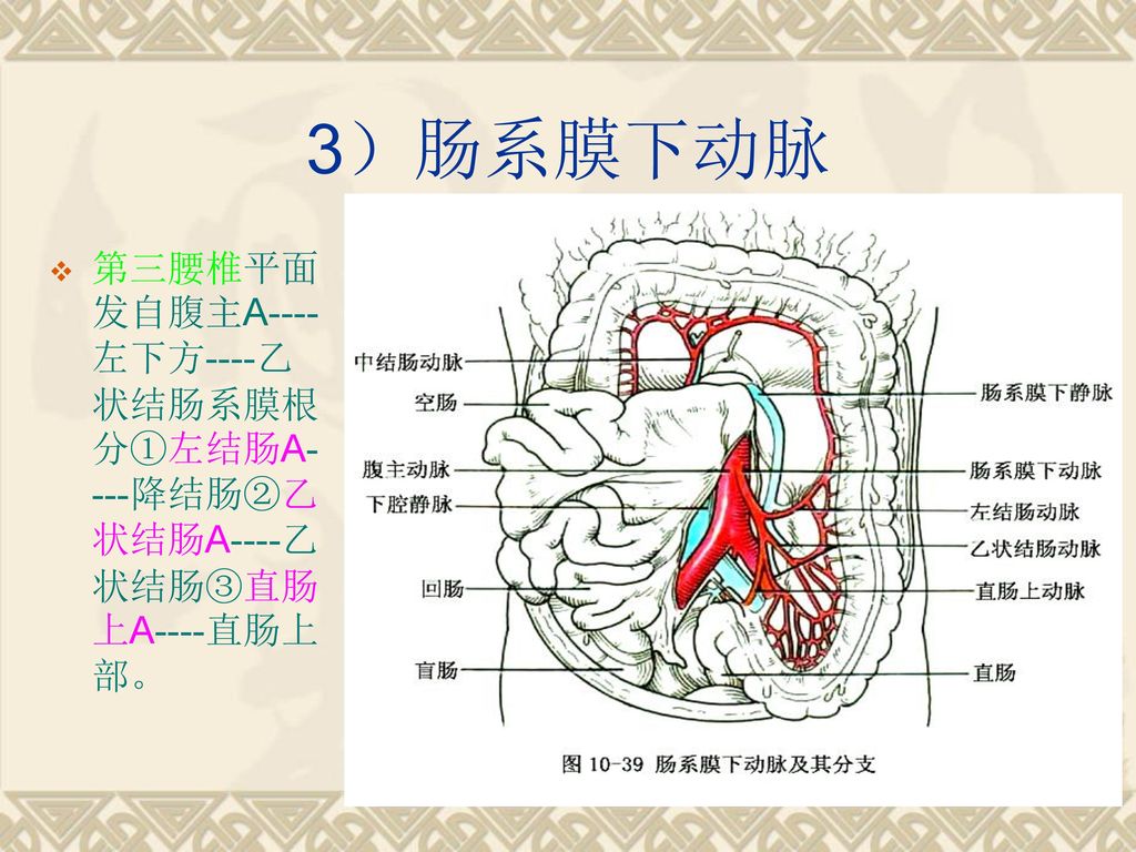 3）肠系膜下动脉 第三腰椎平面发自腹主A----左下方----乙状结肠系膜根分①左结肠A----降结肠②乙状结肠A----乙状结肠③直肠上A----直肠上部。