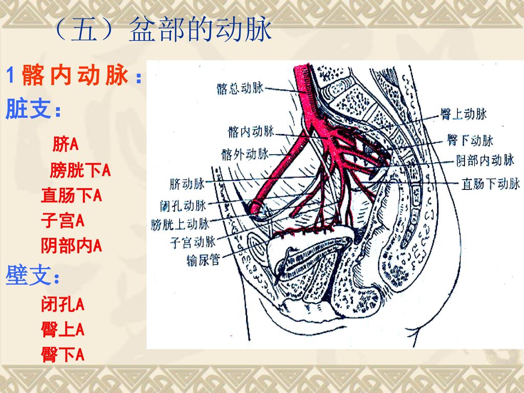 （五）盆部的动脉 1髂内动脉： 脏支： 脐A 膀胱下A 直肠下A 子宫A 阴部内A 壁支： 闭孔A 臀上A 臀下A