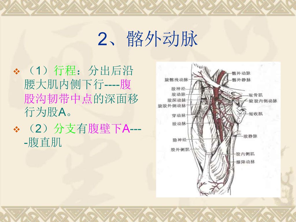 2、髂外动脉 （1）行程：分出后沿腰大肌内侧下行----腹股沟韧带中点的深面移行为股A。 （2）分支有腹壁下A----腹直肌