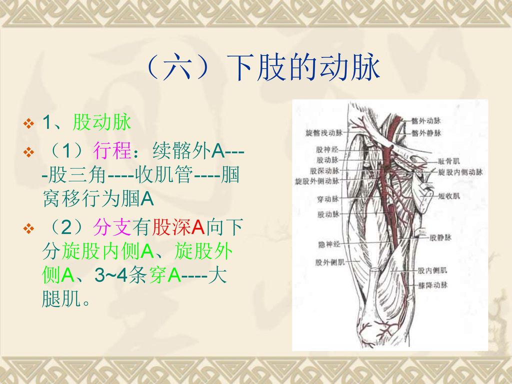 （六）下肢的动脉 1、股动脉 （1）行程：续髂外A----股三角----收肌管----腘窝移行为腘A