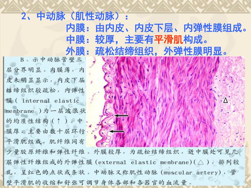2、中动脉（肌性动脉）： 内膜：由内皮、内皮下层、内弹性膜组成。 中膜：较厚，主要有平滑肌构成。 外膜：疏松结缔组织，外弹性膜明显。