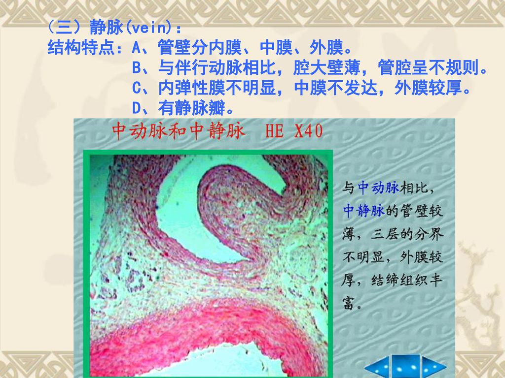 （三）静脉(vein)： 结构特点：A、管壁分内膜、中膜、外膜。 B、与伴行动脉相比，腔大壁薄，管腔呈不规则。 C、内弹性膜不明显，中膜不发达，外膜较厚。 D、有静脉瓣。