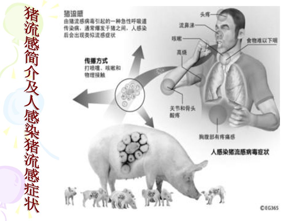 猪流感简介及人感染猪流感症状