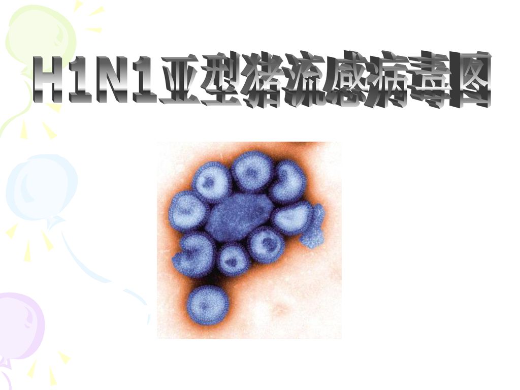 H1N1亚型猪流感病毒图