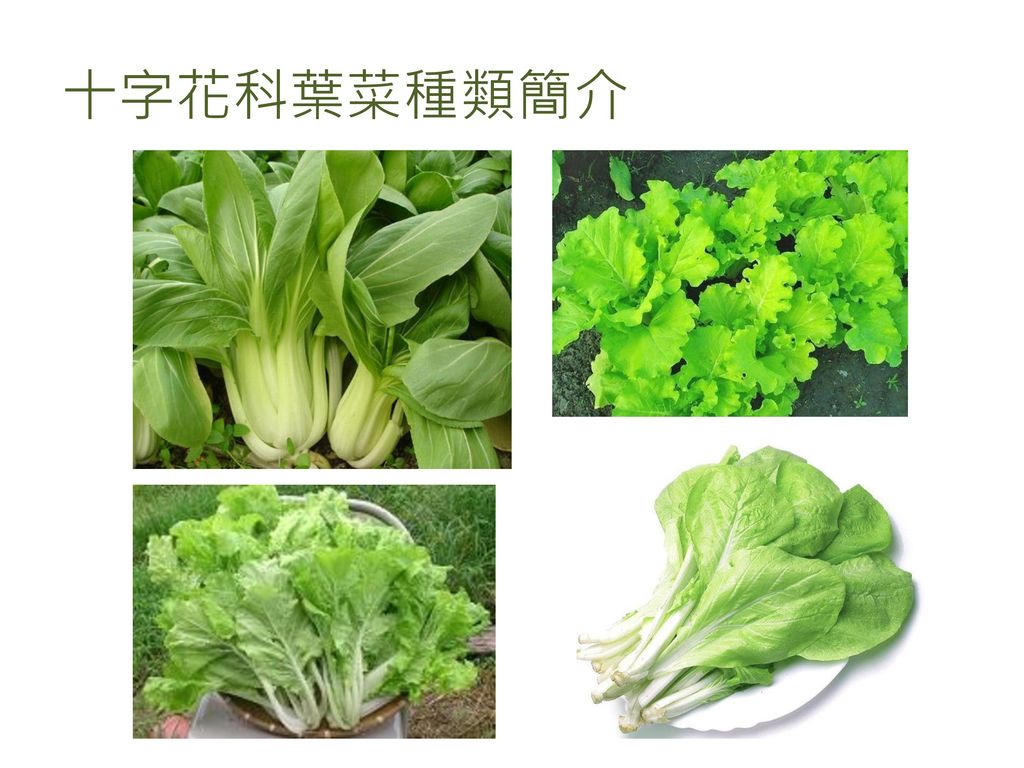 觀光農業 農作物簡介 葉菜類 陳誌健ppt Download