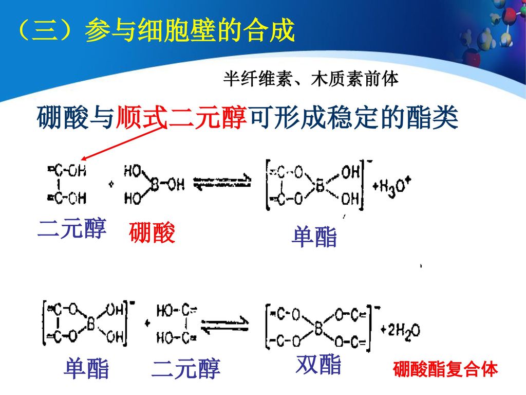 （三）参与细胞壁的合成 半纤维素、木质素前体 硼酸与顺式二元醇可形成稳定的酯类 二元醇 单酯 双酯 硼酸 + + 硼酸酯复合体