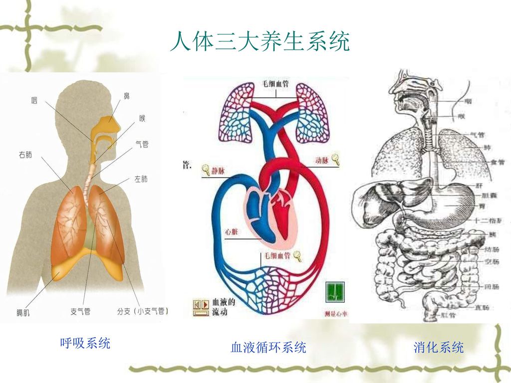 人体三大养生系统 呼吸系统 血液循环系统 消化系统