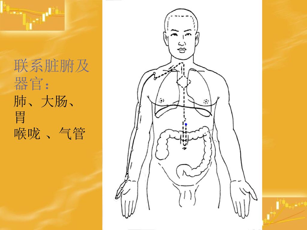 联系脏腑及器官： 肺、大肠、胃 喉咙 、气管