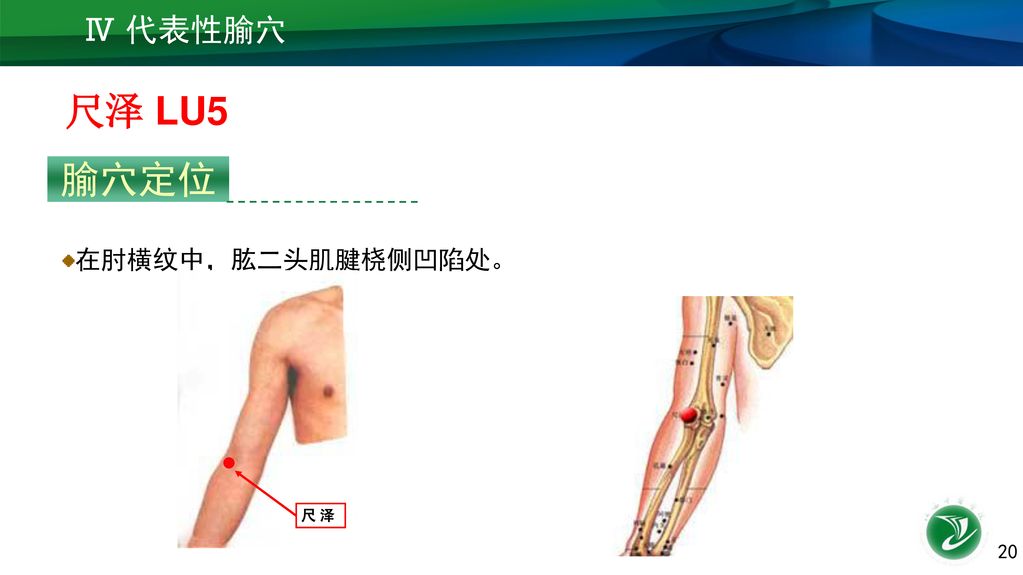 Ⅳ 代表性腧穴 尺泽 LU5 腧穴定位 在肘横纹中，肱二头肌腱桡侧凹陷处。 尺 泽 20