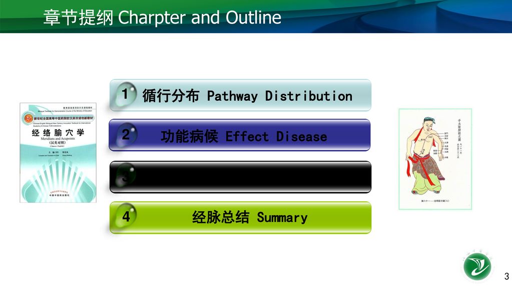 循行分布 Pathway Distribution