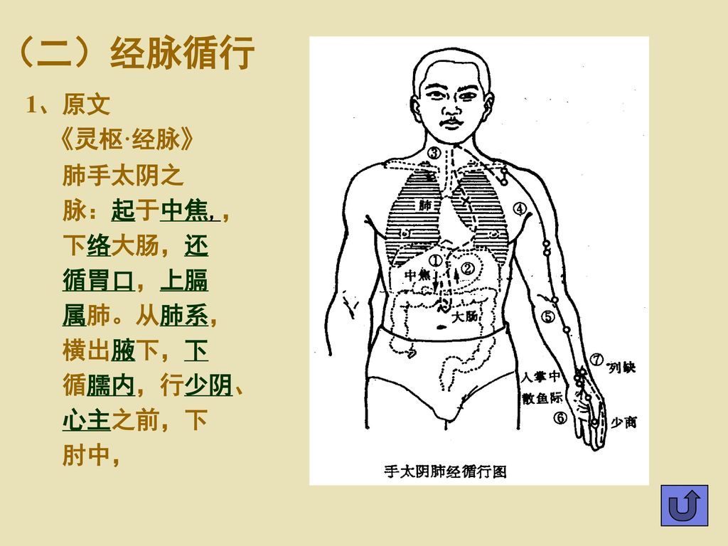 （二）经脉循行 1、原文 《灵枢·经脉》 肺手太阴之 脉：起于中焦,， 下络大肠，还 循胃口，上膈 属肺。从肺系， 横出腋下，下