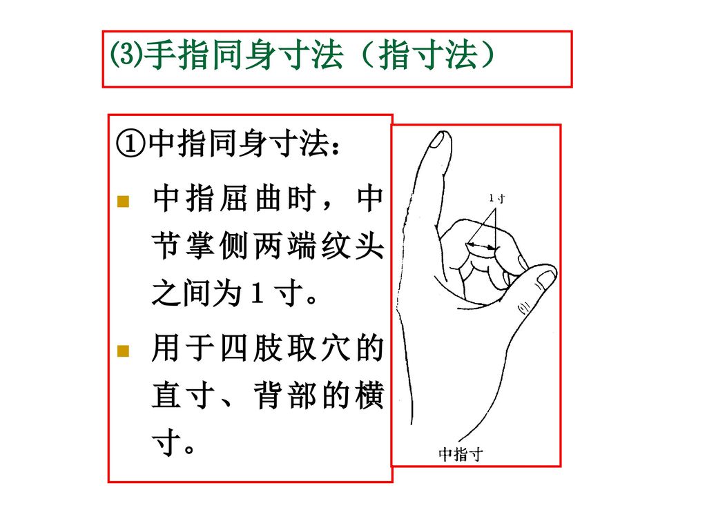 ⑶手指同身寸法（指寸法） ①中指同身寸法： 中指屈曲时，中节掌侧两端纹头之间为１寸。 用于四肢取穴的直寸、背部的横寸。