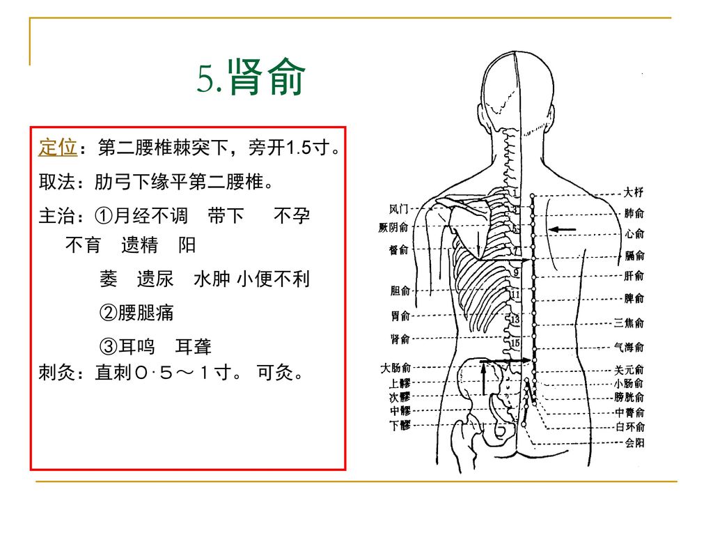 5.肾俞 定位：第二腰椎棘突下，旁开1.5寸。 取法：肋弓下缘平第二腰椎。 主治：①月经不调 带下 不孕 不育 遗精 阳