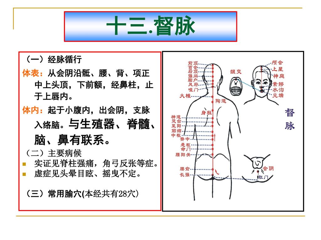 十三.督脉 （一）经脉循行 体表：从会阴沿骶、腰、背、项正中上头顶，下前额，经鼻柱，止于上唇内。