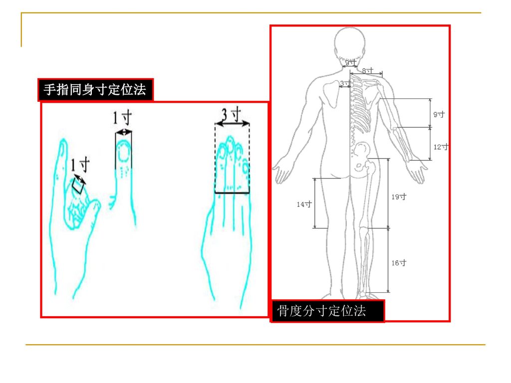 手指同身寸定位法 骨度分寸定位法
