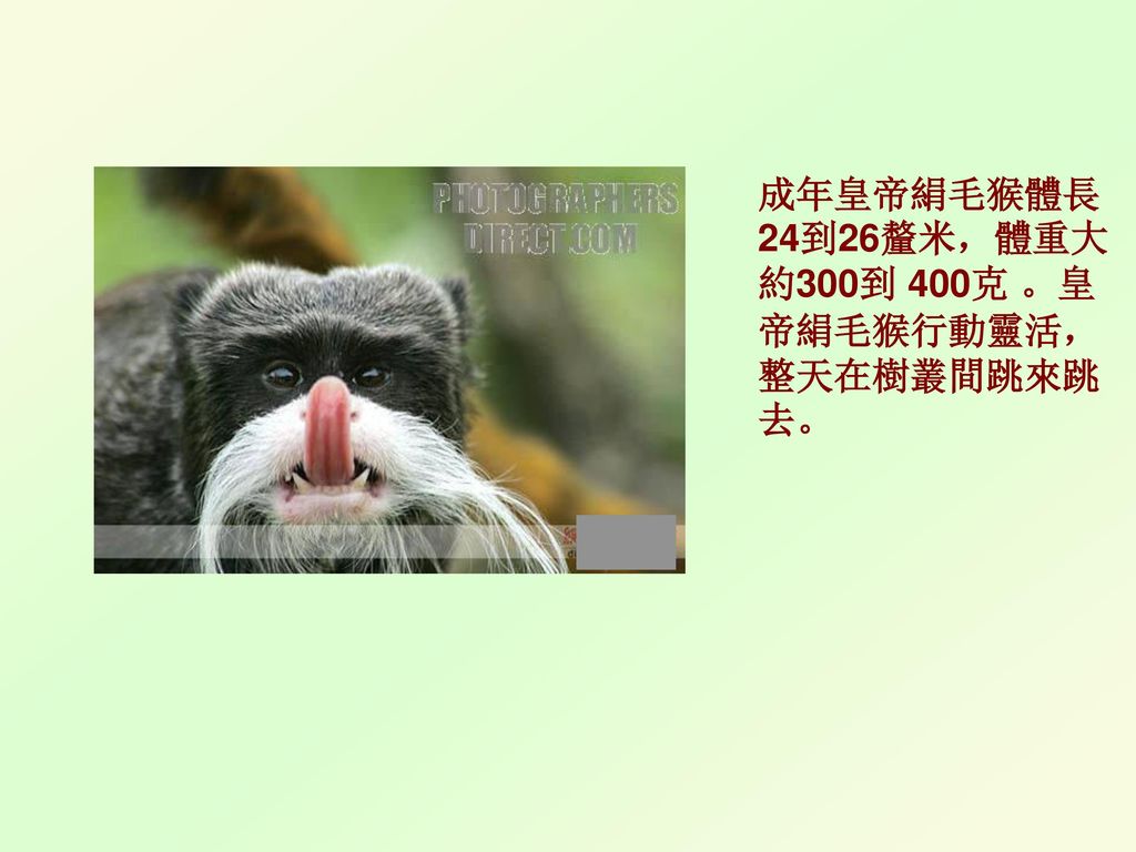 成年皇帝絹毛猴體長24到26釐米，體重大約300到 400克 。皇帝絹毛猴行動靈活，整天在樹叢間跳來跳去。