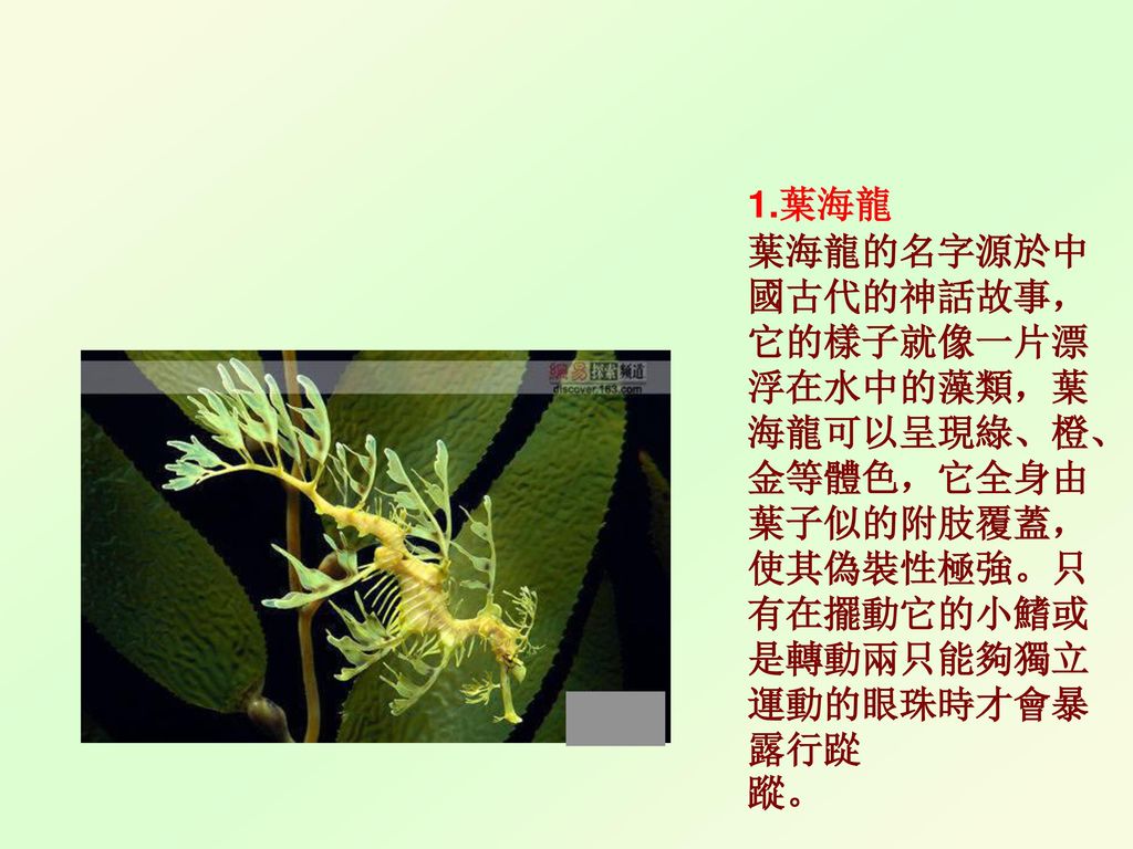 1.葉海龍 葉海龍的名字源於中國古代的神話故事，它的樣子就像一片漂浮在水中的藻類，葉海龍可以呈現綠、橙、金等體色，它全身由葉子似的附肢覆蓋，使其偽裝性極強。只有在擺動它的小鰭或是轉動兩只能夠獨立運動的眼珠時才會暴露行踨蹤。