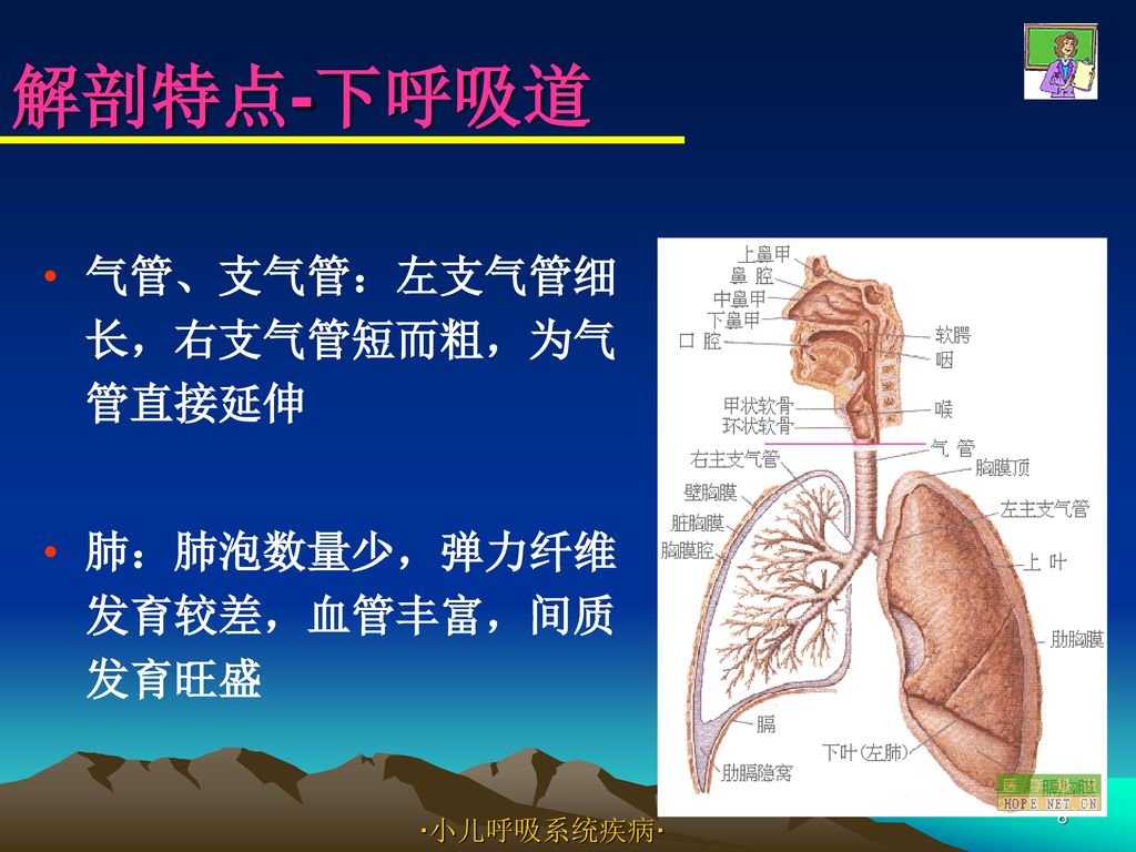 解剖特点-下呼吸道 气管、支气管：左支气管细长，右支气管短而粗，为气管直接延伸 肺：肺泡数量少，弹力纤维发育较差，血管丰富，间质发育旺盛