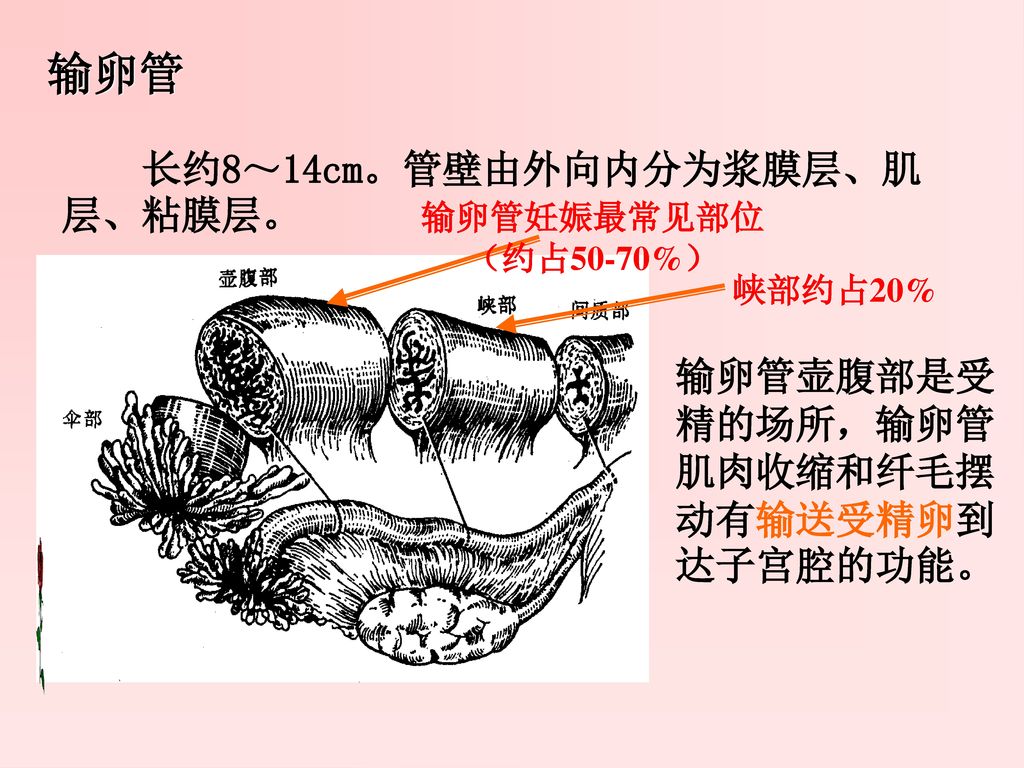 输卵管 长约8～14cm。管壁由外向内分为浆膜层、肌层、粘膜层。