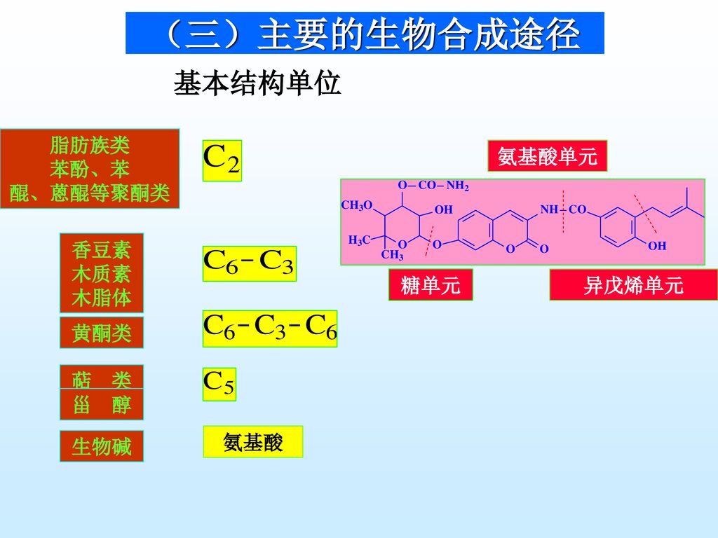 （三）主要的生物合成途径 基本结构单位 脂肪族类 苯酚、苯 醌、蒽醌等聚酮类 氨基酸单元 香豆素 木质素 木脂体 糖单元 异戊烯单元 黄酮类