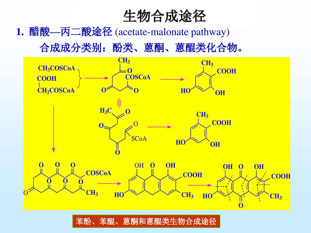 生物合成途径 1. 醋酸—丙二酸途径 (acetate-malonate pathway) 合成成分类别：酚类、蒽酮、蒽醌类化合物。