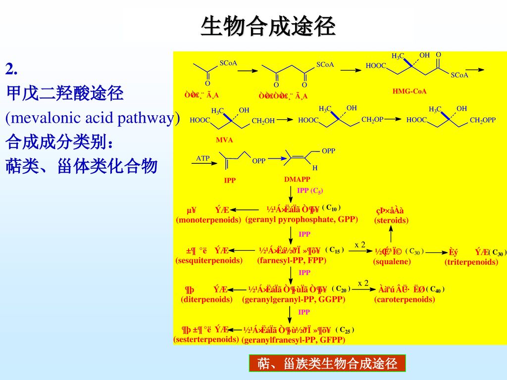 生物合成途径 2. 甲戊二羟酸途径 (mevalonic acid pathway) 合成成分类别： 萜类、甾体类化合物