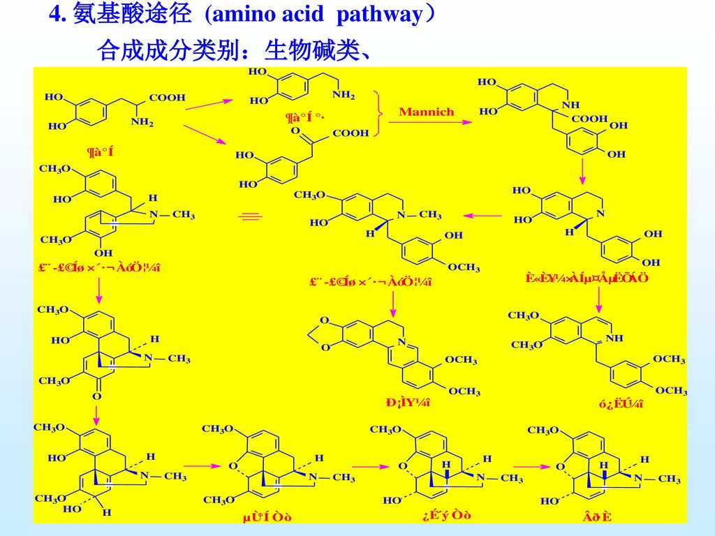 4. 氨基酸途径 (amino acid pathway）
