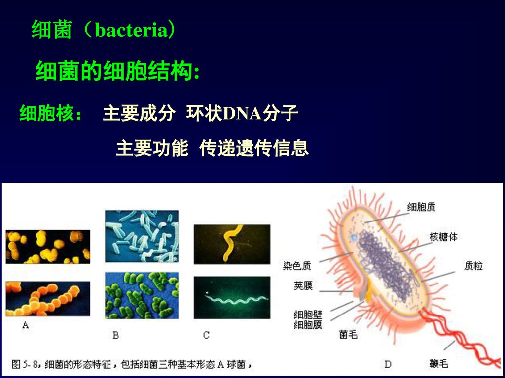 细菌（bacteria) 细菌的细胞结构: 细胞核： 主要成分 环状DNA分子 主要功能 传递遗传信息