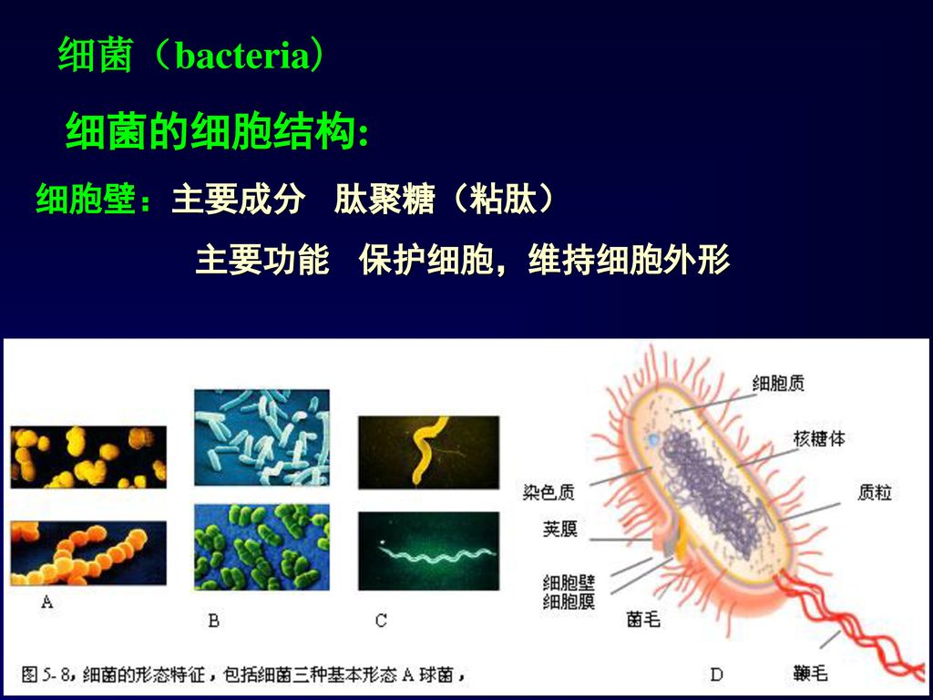 细菌（bacteria) 细菌的细胞结构: 细胞壁：主要成分 肽聚糖（粘肽） 主要功能 保护细胞，维持细胞外形