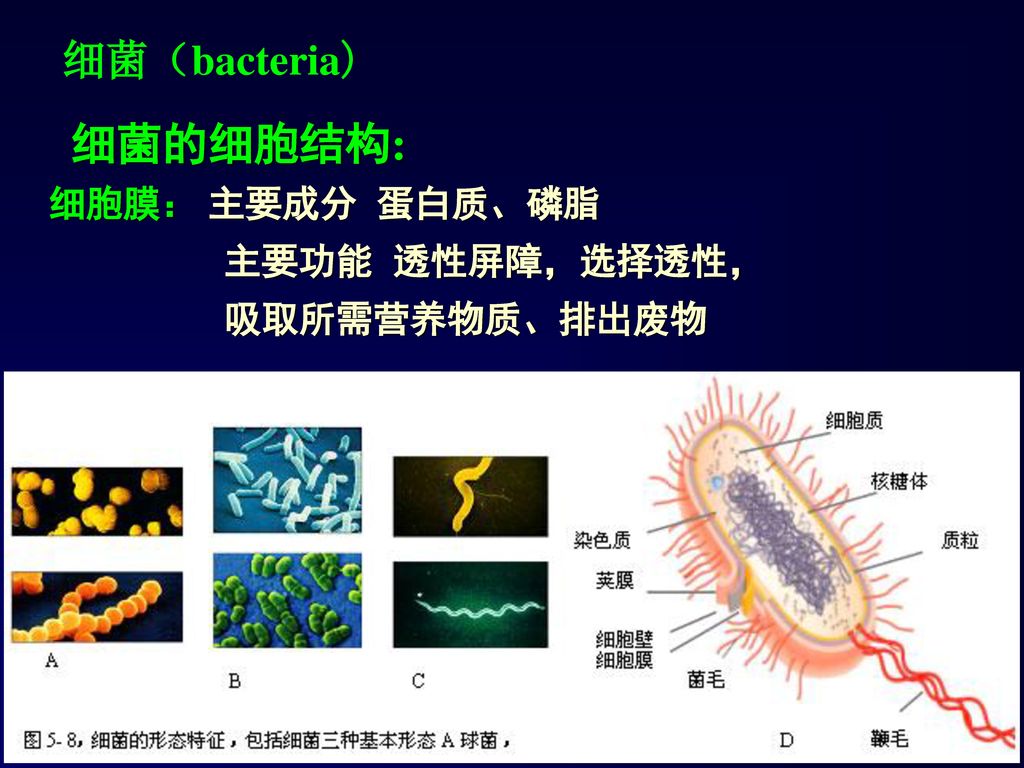 细菌（bacteria) 细菌的细胞结构: 细胞膜： 主要成分 蛋白质、磷脂 主要功能 透性屏障，选择透性， 吸取所需营养物质、排出废物