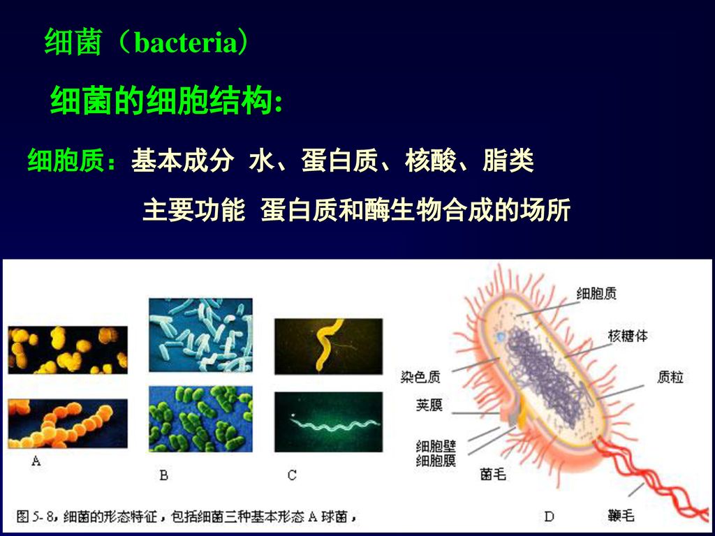 细菌（bacteria) 细菌的细胞结构: 细胞质：基本成分 水、蛋白质、核酸、脂类 主要功能 蛋白质和酶生物合成的场所