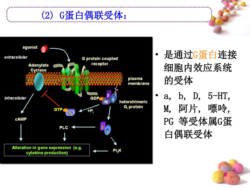 (2) G蛋白偶联受体： 是通过G蛋白连接细胞内效应系统的受体 a, b, D, 5-HT, M, 阿片, 嘌呤, PG 等受体属G蛋白偶联受体