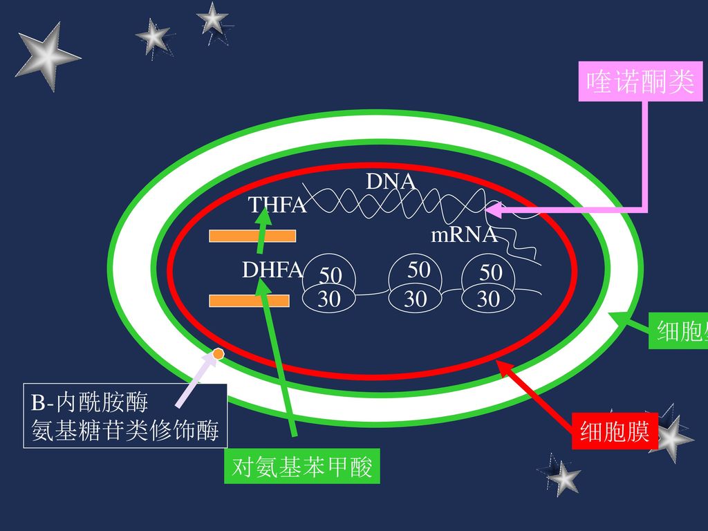 喹诺酮类 DNA THFA mRNA DHFA 细胞壁 B-内酰胺酶 氨基糖苷类修饰酶 细胞膜