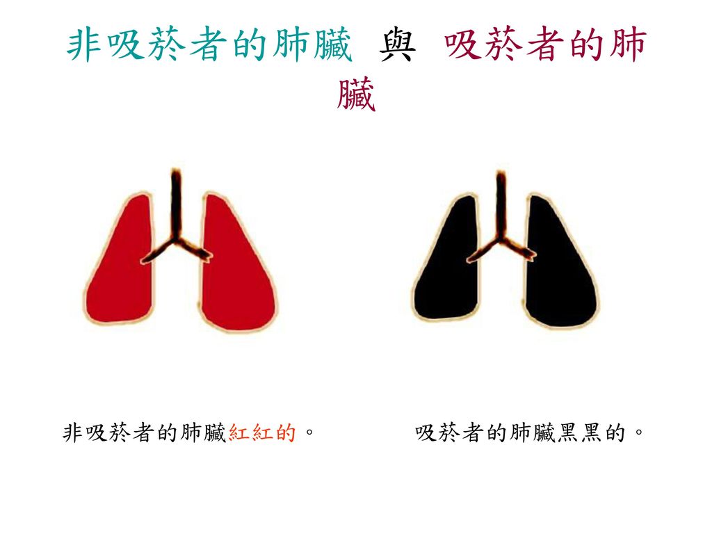 非吸菸者的肺臟 與 吸菸者的肺臟 非吸菸者的肺臟紅紅的。 吸菸者的肺臟黑黑的。