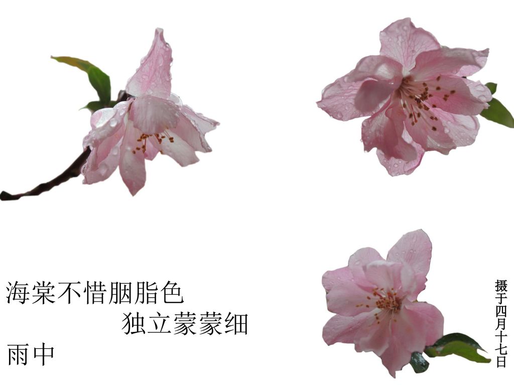 海棠不惜胭脂色 独立蒙蒙细雨中 摄于四月十七日
