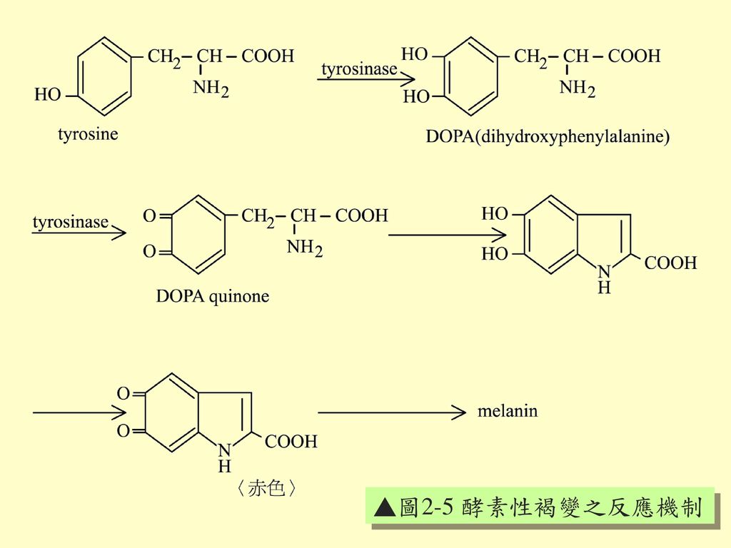 ▲圖2-5 酵素性褐變之反應機制