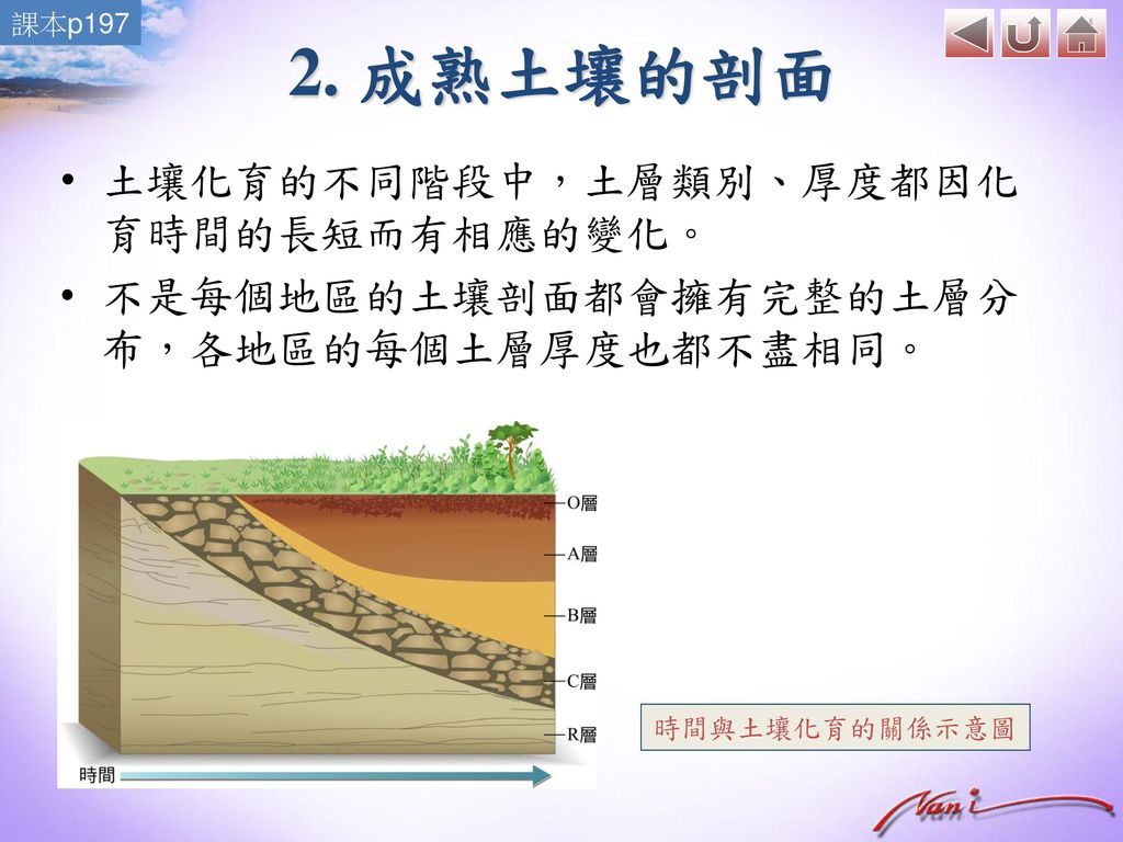 2. 成熟土壤的剖面 土壤化育的不同階段中，土層類別、厚度都因化育時間的長短而有相應的變化。