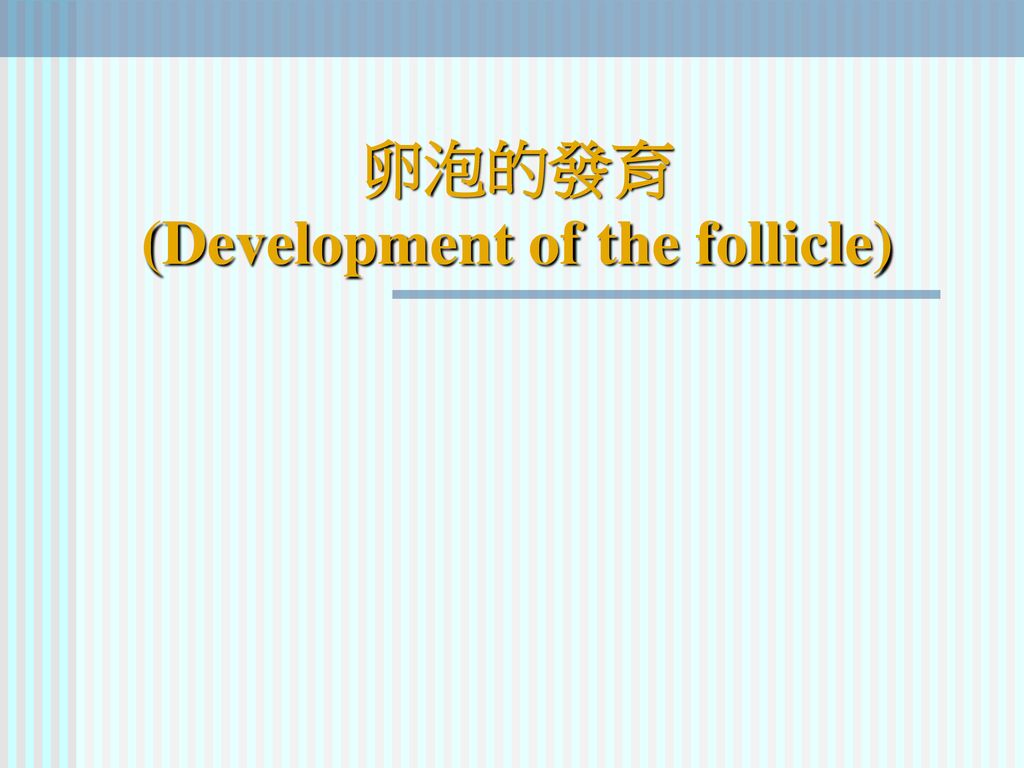 卵泡的發育 (Development of the follicle)