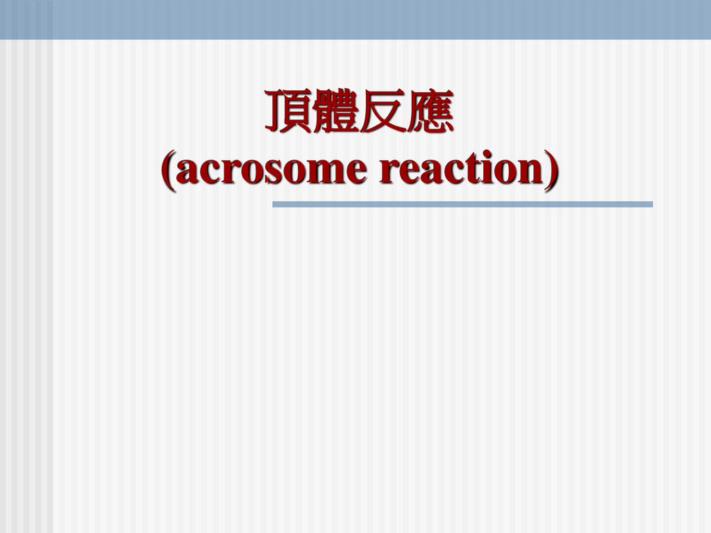 頂體反應 (acrosome reaction)