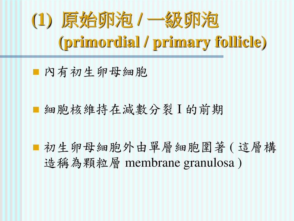 (1) 原始卵泡 / 一級卵泡 (primordial / primary follicle)
