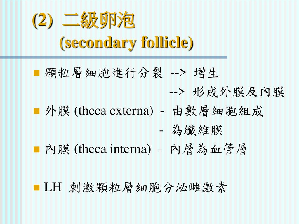 (2) 二級卵泡 (secondary follicle)