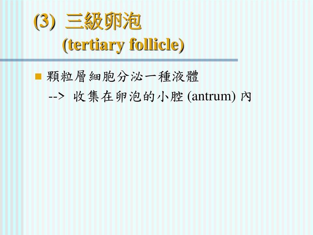 (3) 三級卵泡 (tertiary follicle)