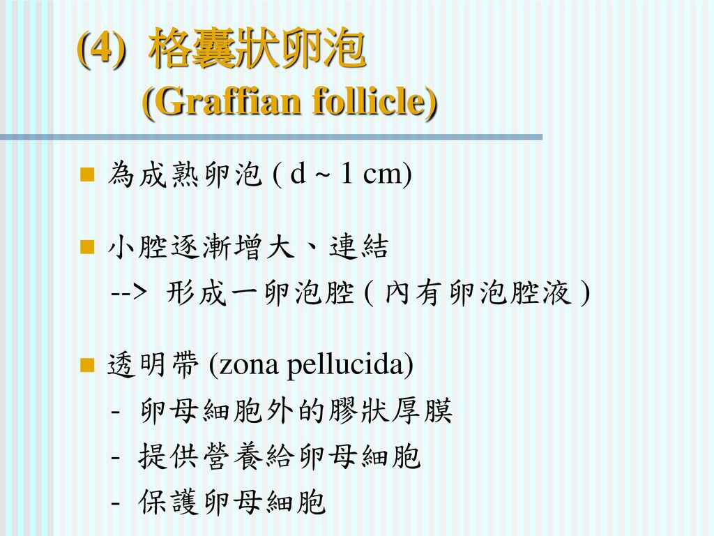(4) 格囊狀卵泡 (Graffian follicle)
