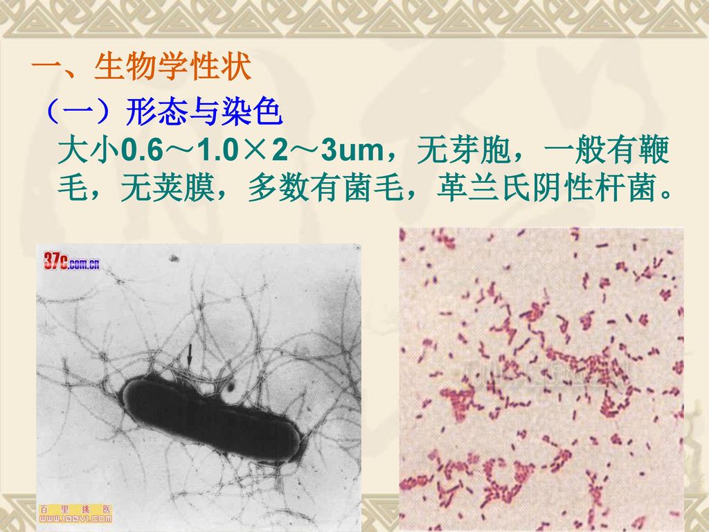一、生物学性状 （一）形态与染色 大小0.6～1.0×2～3um，无芽胞，一般有鞭毛，无荚膜，多数有菌毛，革兰氏阴性杆菌。