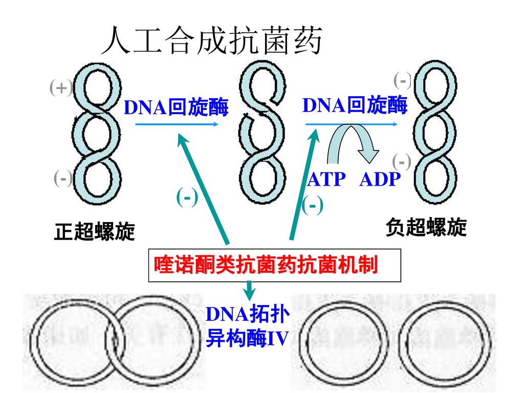 人工合成抗菌药 (-) (-) (-) (+) (-) DNA回旋酶 DNA回旋酶 ATP ADP 负超螺旋 正超螺旋