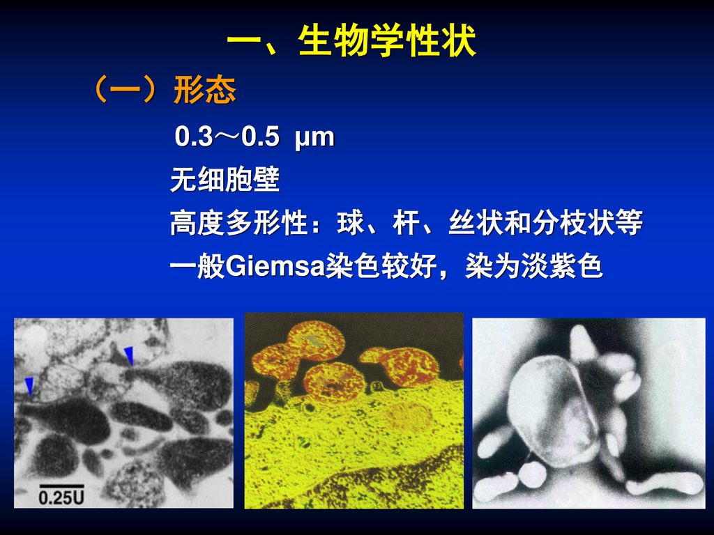一、生物学性状 （一）形态 0.3～0.5 μm 无细胞壁 高度多形性：球、杆、丝状和分枝状等 一般Giemsa染色较好，染为淡紫色