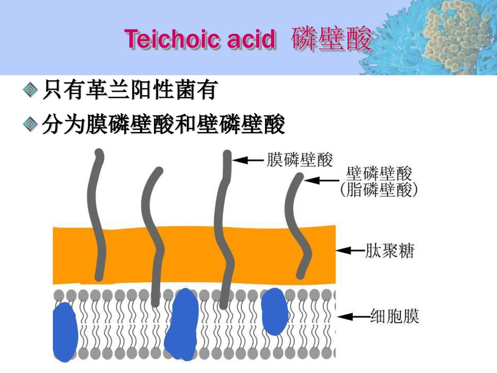 Teichoic acid 磷壁酸 只有革兰阳性菌有 分为膜磷壁酸和壁磷壁酸