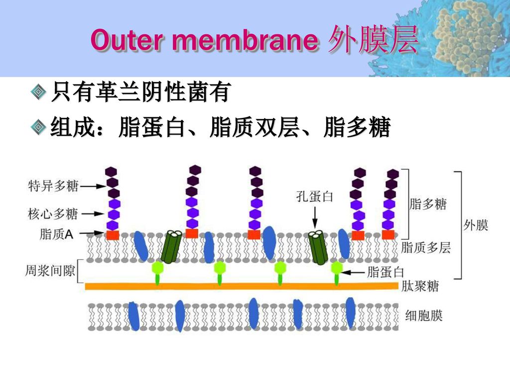 Outer membrane 外膜层 只有革兰阴性菌有 组成：脂蛋白、脂质双层、脂多糖