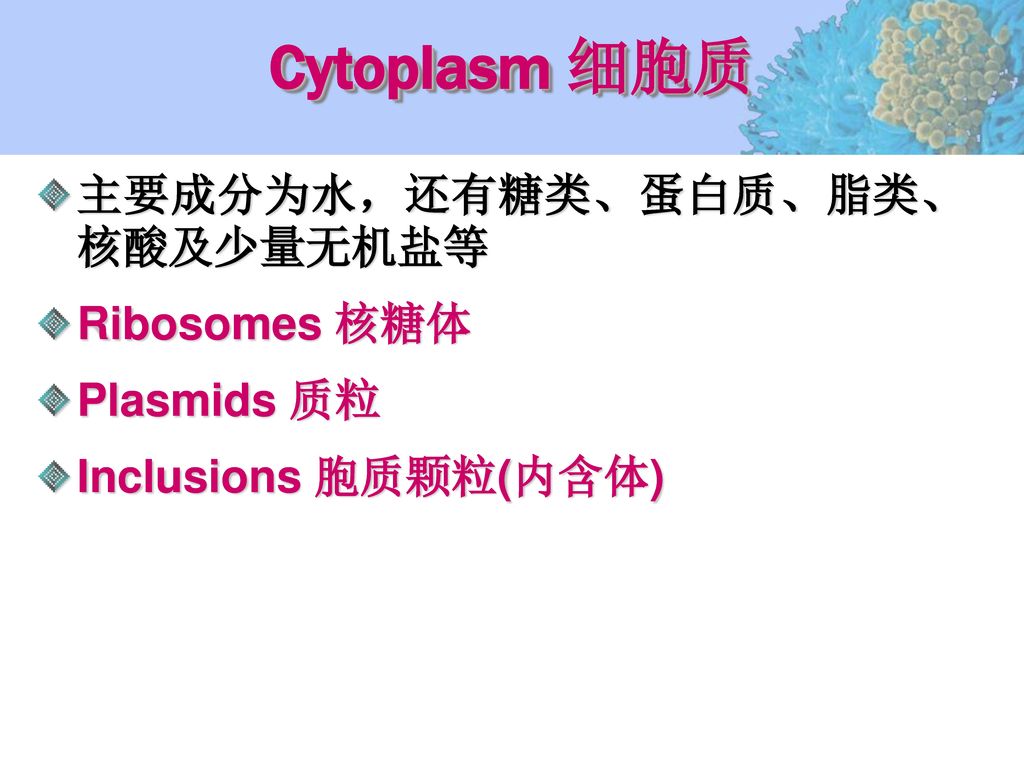 Cytoplasm 细胞质 主要成分为水，还有糖类、蛋白质、脂类、核酸及少量无机盐等 Ribosomes 核糖体 Plasmids 质粒