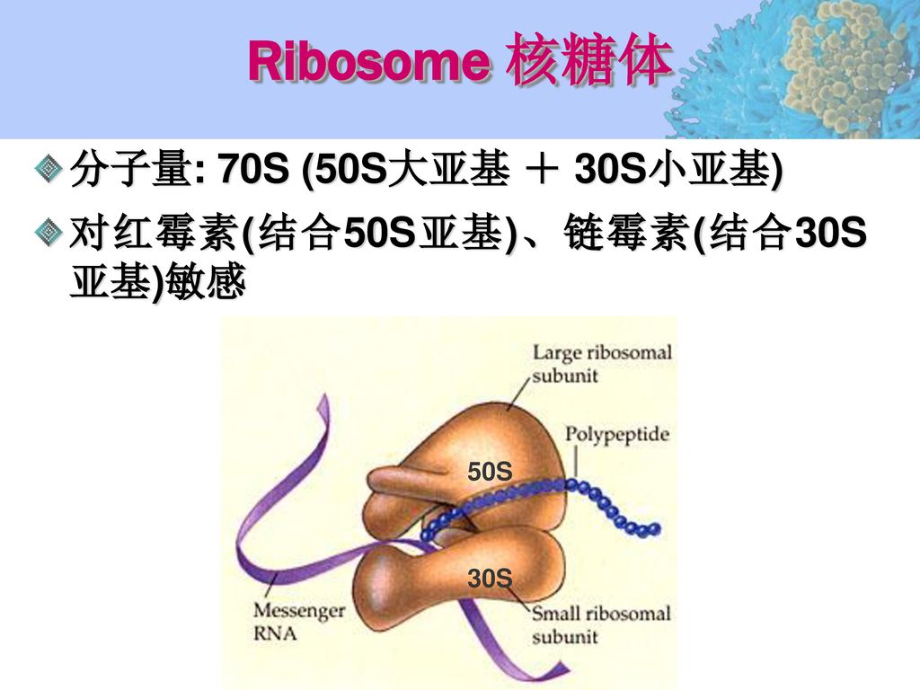 Ribosome 核糖体 分子量: 70S (50S大亚基 ＋ 30S小亚基) 对红霉素(结合50S亚基)、链霉素(结合30S亚基)敏感